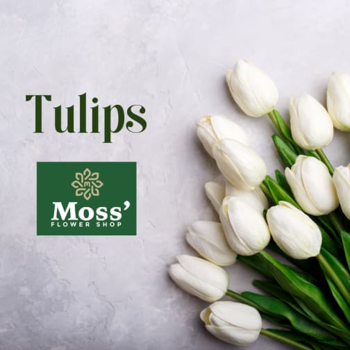Dozen Mixed Color Tulips Wrapped