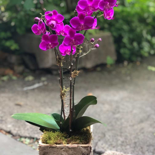 Potted purple orchid arrangement in a rustic bark container