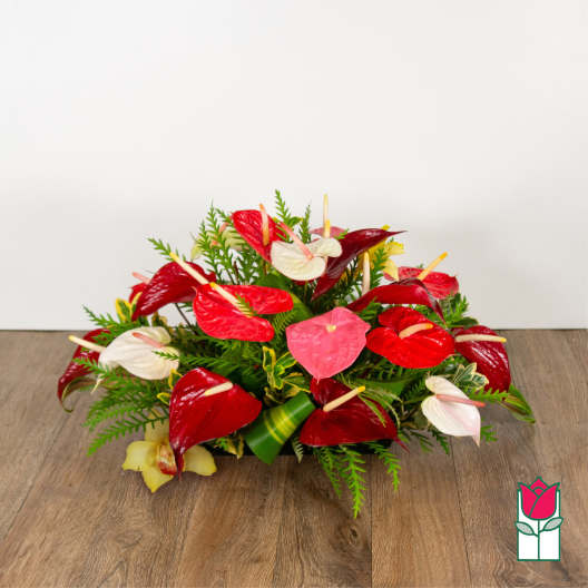 Low arrangement of red and white anthuriums with greenery