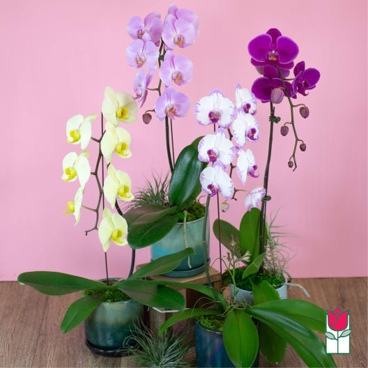 Potted orchids in pastel yellow, lavender, white, and purple