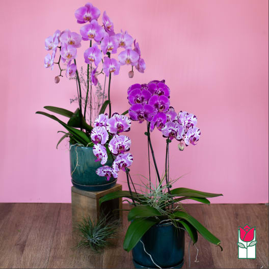 Two potted orchid arrangements with purple blooms on a pink background.