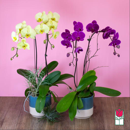 Two potted orchid plants with yellow and purple blooms on a pink background.
