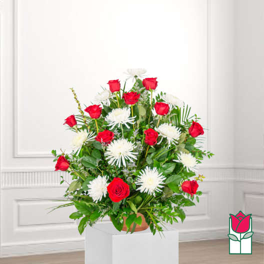 Red roses and white spider mums in a terracotta pot