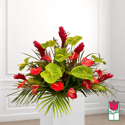Tropical arrangement of red and lime anthuriums in a white container