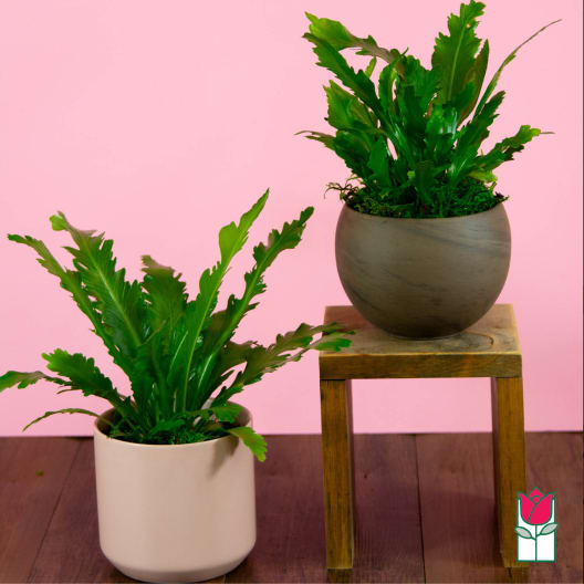 Two potted green plants in simple containers on a pink background.