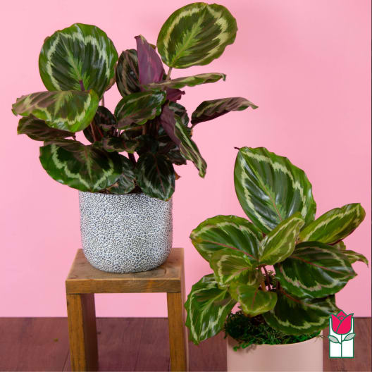 Two potted calathea plants with patterned green leaves