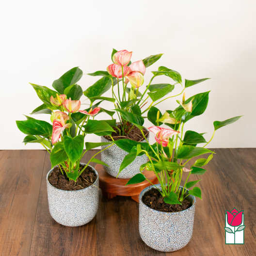 Beretania's Tabletop Anthurium Plant (Seasonal Color Varies)