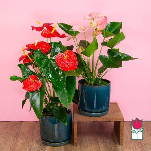 Beretania's Large Anthurium Plant (Seasonal Color Varies)