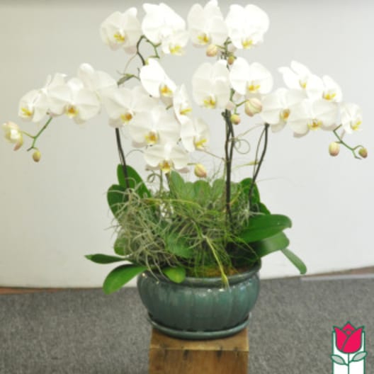 White orchid arrangement in a green ceramic pot
