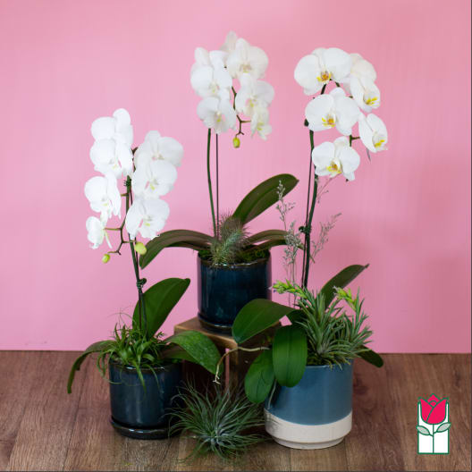 White orchids in blue pots with small air plants