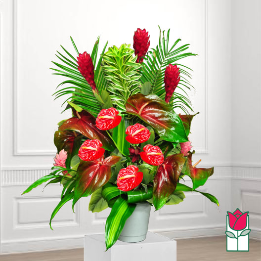 Tropical arrangement with red anthuriums and red ginger in a white pot