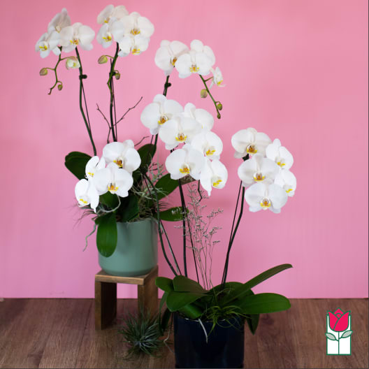 White orchid arrangement in two pots against a pink background