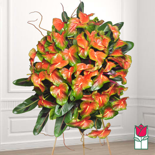Large arrangement of orange anthuriums with glossy green leaves
