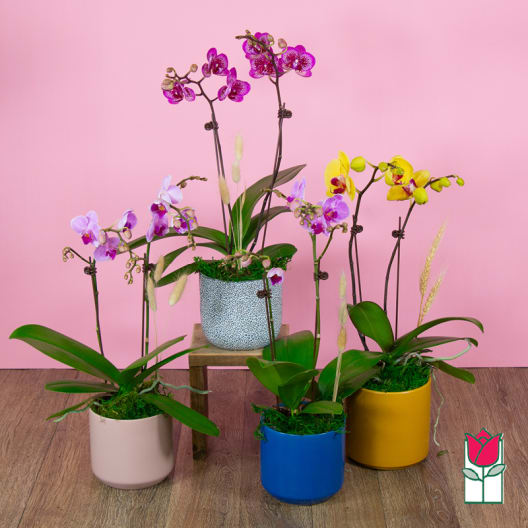 Potted orchids in colorful containers on a wooden floor