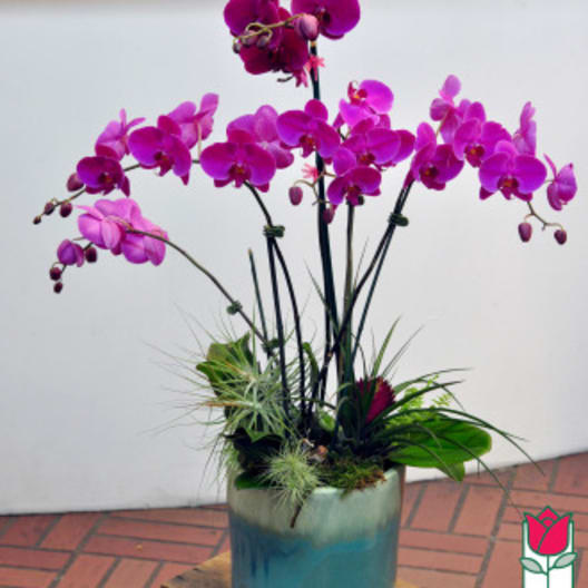 Purple orchid arrangement in a blue ceramic pot