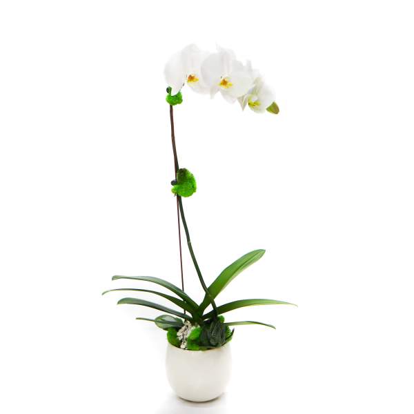 White orchid plant in a white pot with green accents