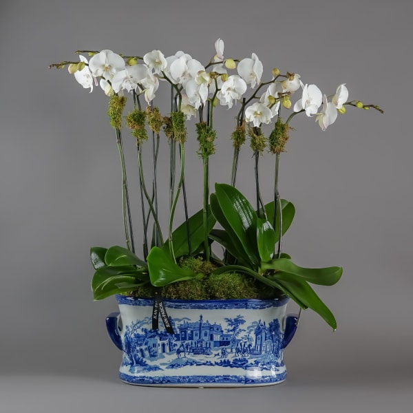 orchid plant delivery los angeles