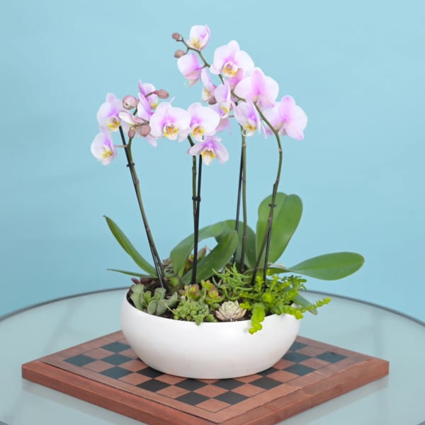 Orchids and Succulents