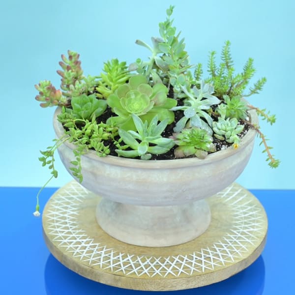 Modern Zen-12" Sucullent Arrangement in a Terracota Container