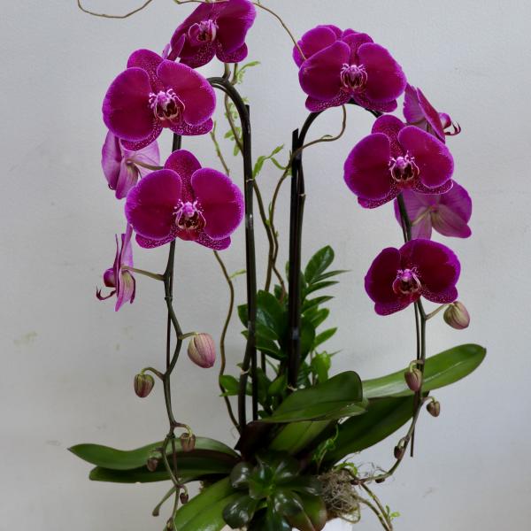 Tall magenta phalaenopsis orchid plant with buds and succulents in a white ceramic pot