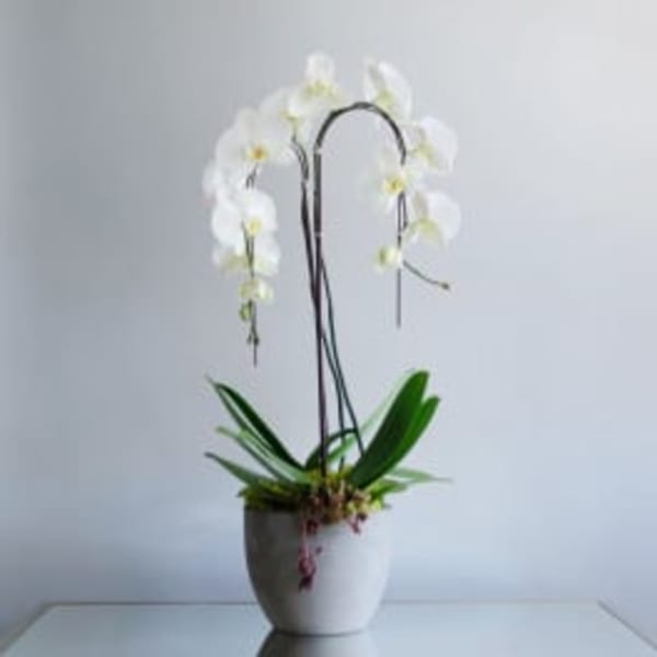 Simply-Orchids