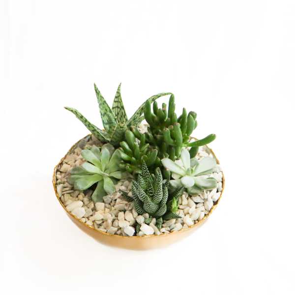 Small succulent arrangement in a shallow gold bowl with white pebbles