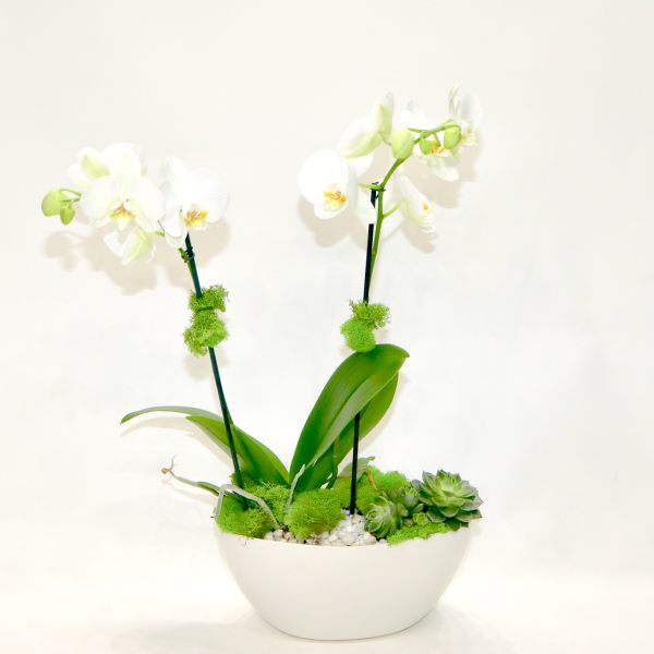 White orchids in a white bowl with succulents and moss