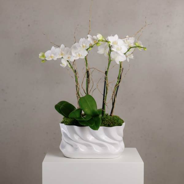 White orchids in a white ceramic planter with moss and green leaves