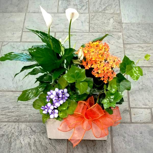 Potted arrangement with white calla lilies, orange flowers, and purple blooms