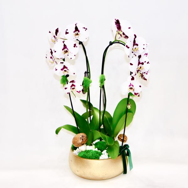 White orchids with burgundy spots in a gold pot