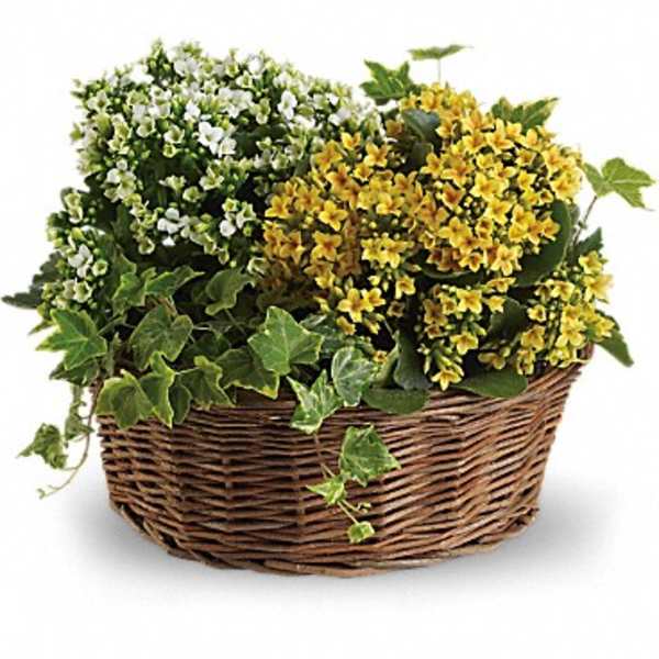 Basket of yellow and white flowers with ivy