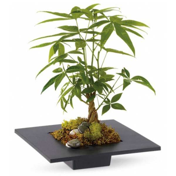 Potted money tree in a square black planter with moss and stones