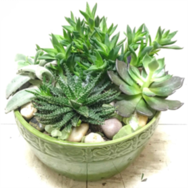 Succulent arrangement in a green decorative bowl with pebbles