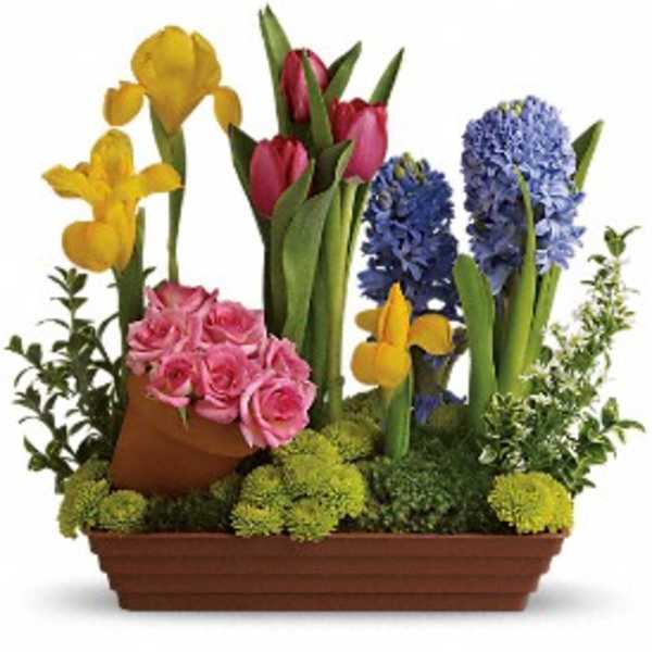 Low planter with yellow irises, pink roses, tulips, blue hyacinths and green moss
