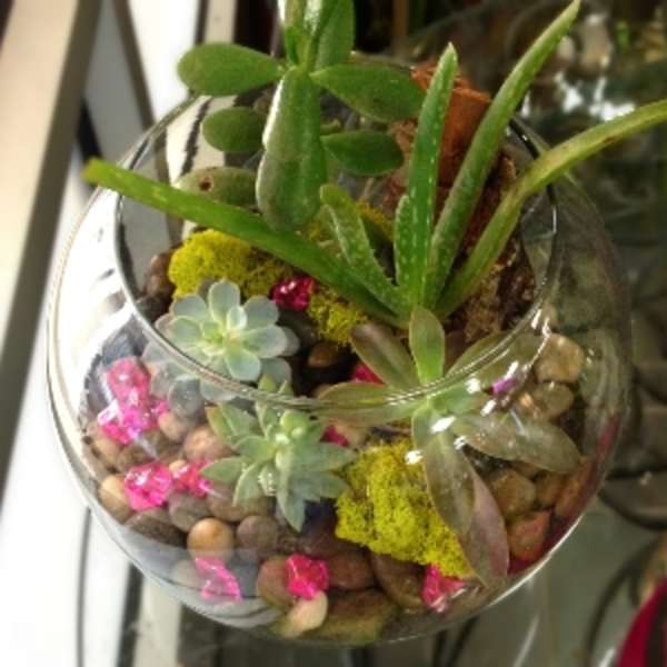Glass bowl terrarium with assorted succulents and pebbles