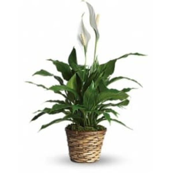 Potted peace lily with white blooms in a woven basket