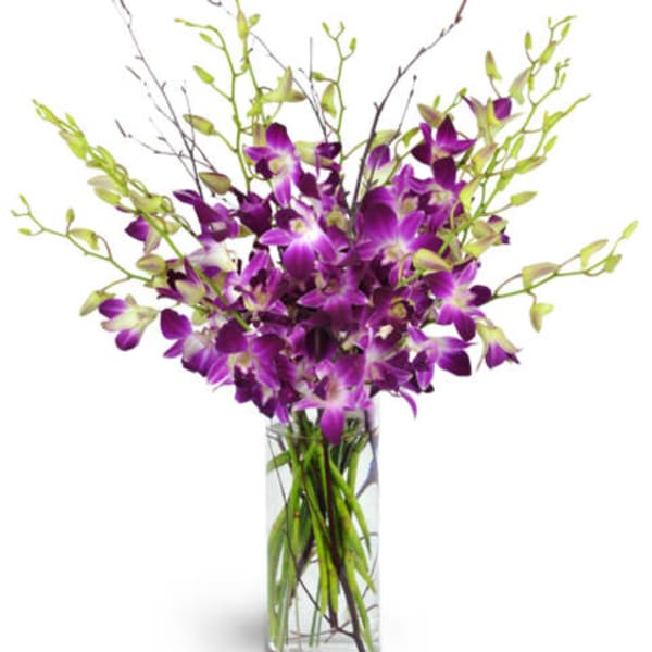 Sophisticated Dendrobium Orchids