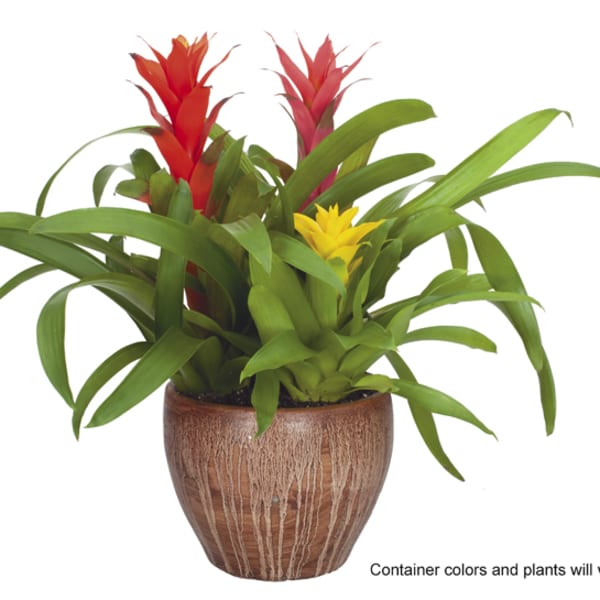 Bromeliad Garden Ceramic 10in