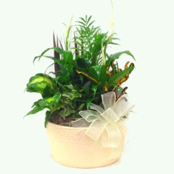 Potted green houseplant arrangement with a sheer ribbon bow