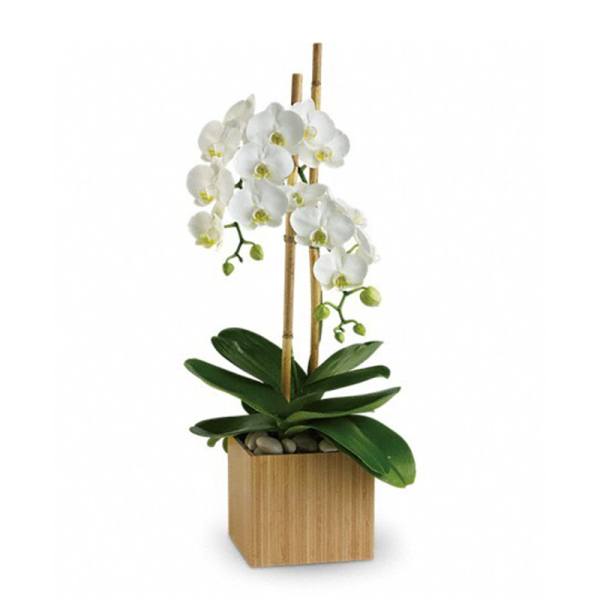 White orchid plant in a wooden square planter