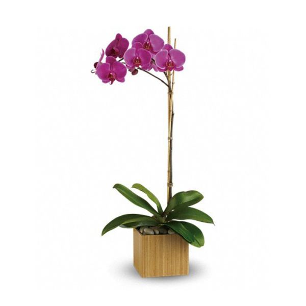 Potted purple orchid with a tall stem in a square wooden planter