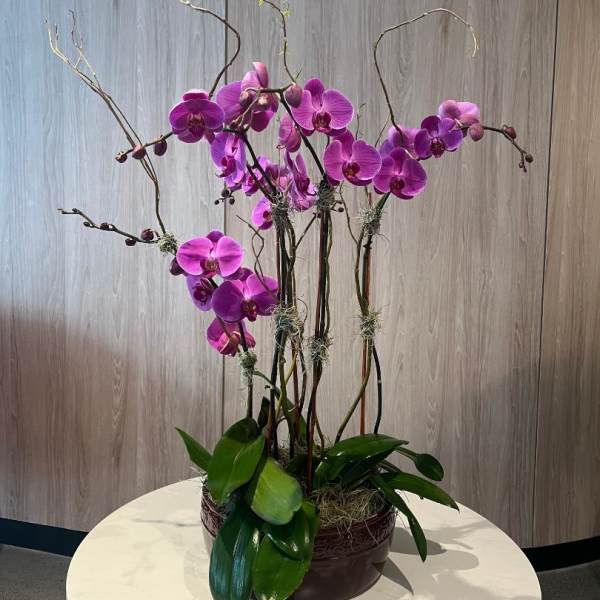 Purple orchid arrangement in a dark round container on a table