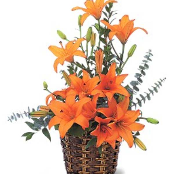 Orange lily arrangement in a brown wicker basket with tall stems and buds