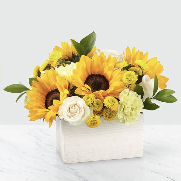 Low box arrangement of yellow sunflowers, white roses, yellow mums and pale carnations in a white container