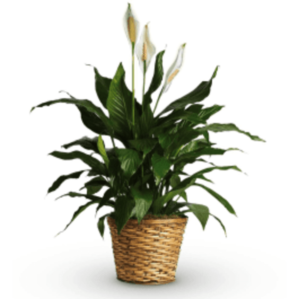 Potted peace lily plant in a woven basket