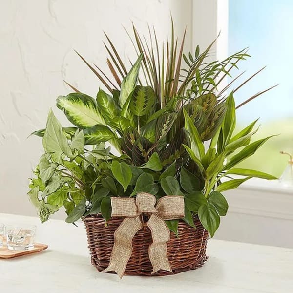 Mixed green houseplants in a wicker basket with a burlap bow