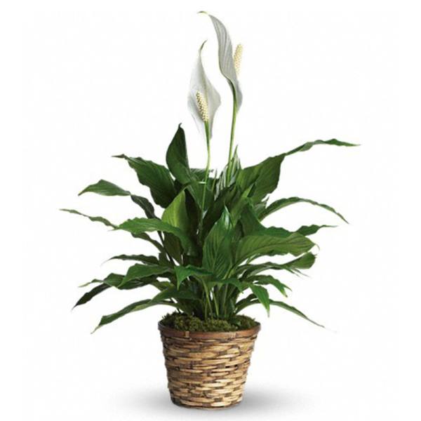 Potted peace lily plant in a woven basket planter