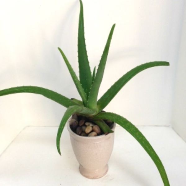 Potted aloe vera plant in a light ceramic pot