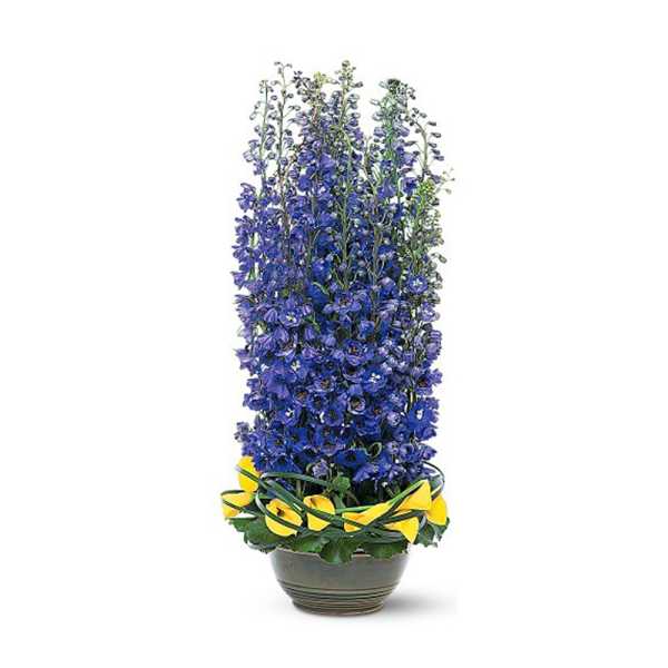 Tall blue flower arrangement in a pot with yellow ribbon