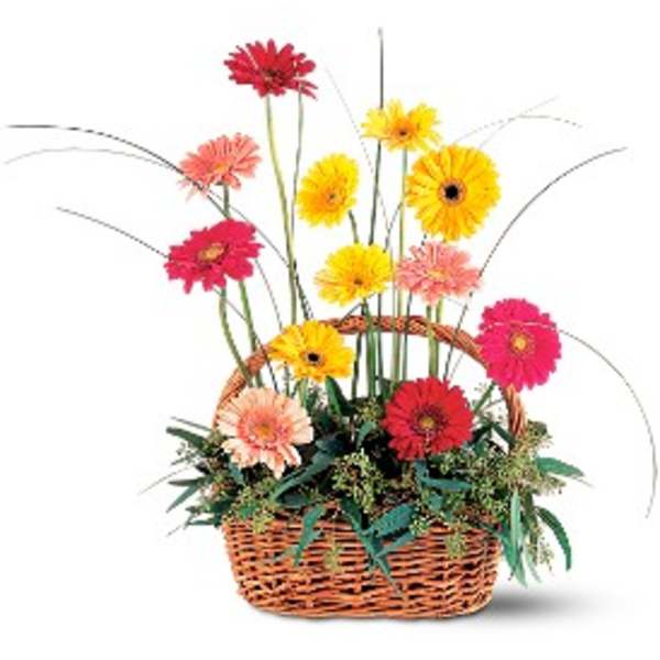 Basket of mixed pink, yellow, and red gerbera daisies arranged with foliage